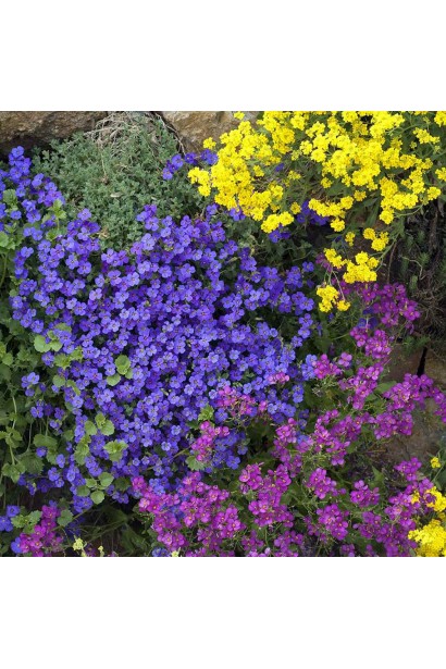 Ґрунтопокривна обрієта Cascade Blue